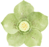 Green flower
